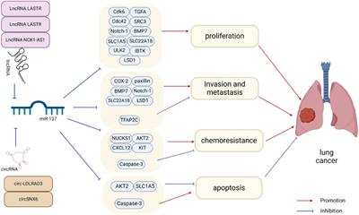 miR-137: a potential therapeutic target for lung cancer